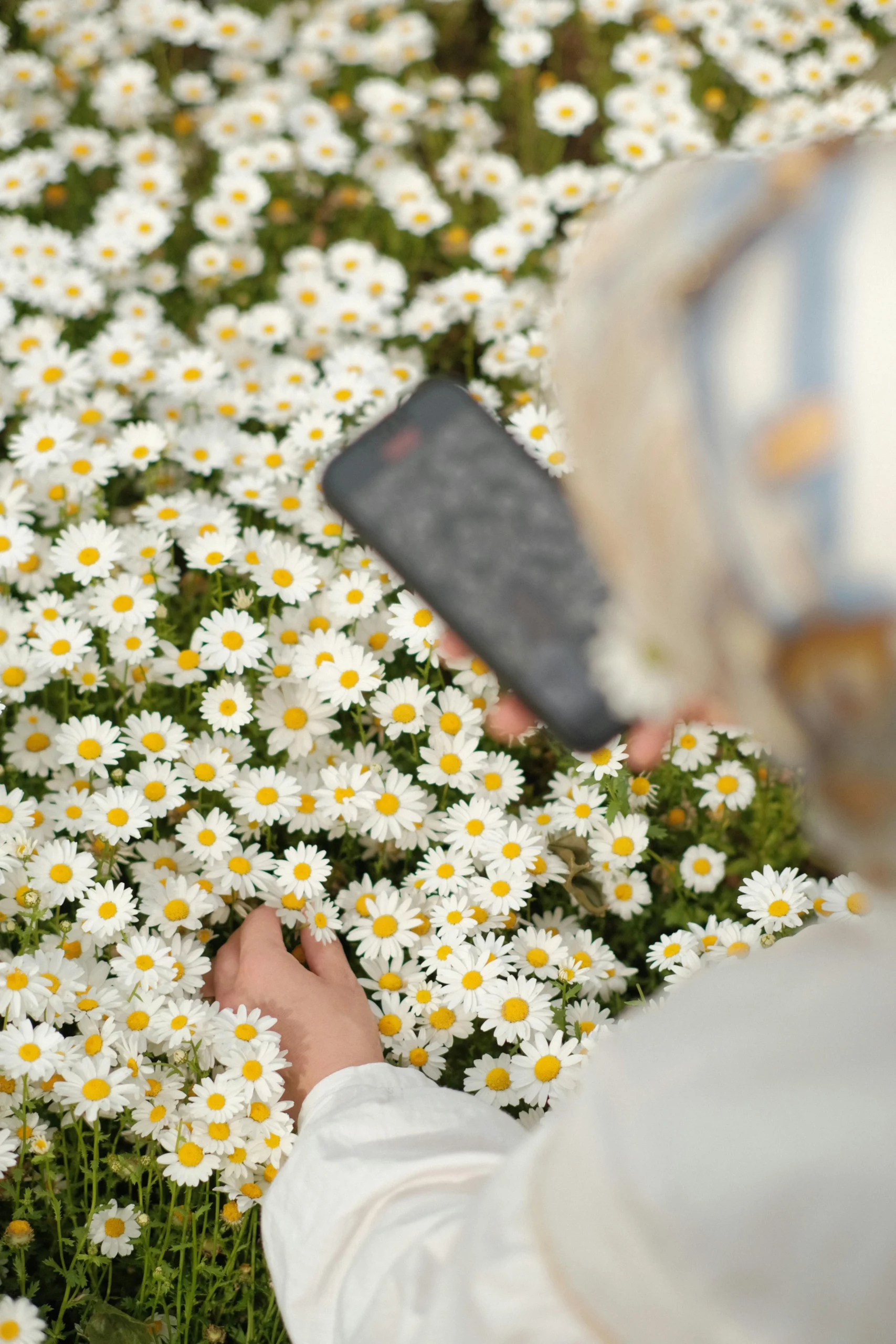 template canva communication évènements printemps